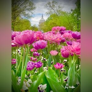 Pink Tulip Garden with U. S. Capitol Fine Art Print 8x10